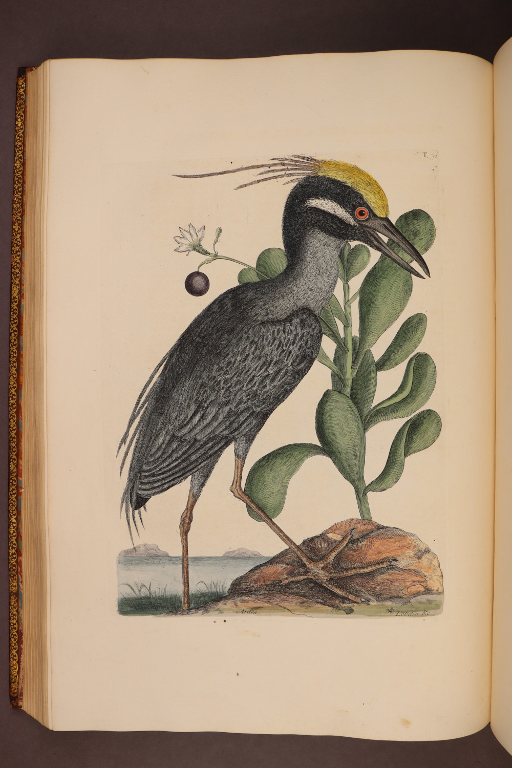 Plate 79